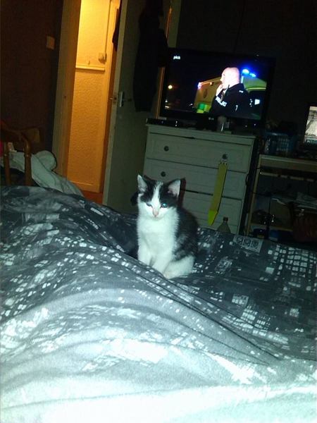 Please help me name my new kitten