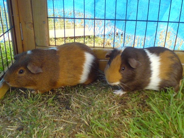 Sudden cataract in 18mo guinea pig - diabetes?