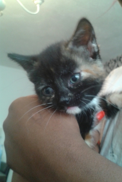 I go to see kittens tomorrow