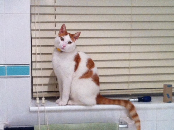 Missing cat Kitson - Ascot