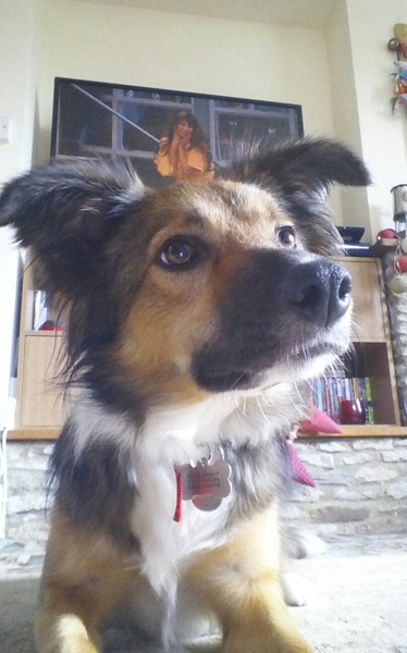 Where did you get your dog from?
