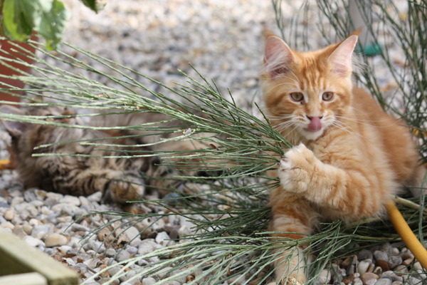 I caved in and let the babies outside :)