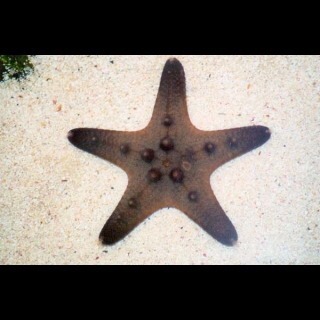 Break the bed, marvel at the ghost sperm, ignore the fuss about avatar pandas and whatever you do - don't eat the jizz! It's Just Shagging Part 28