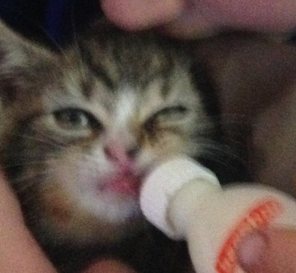 Another dumped kitten.