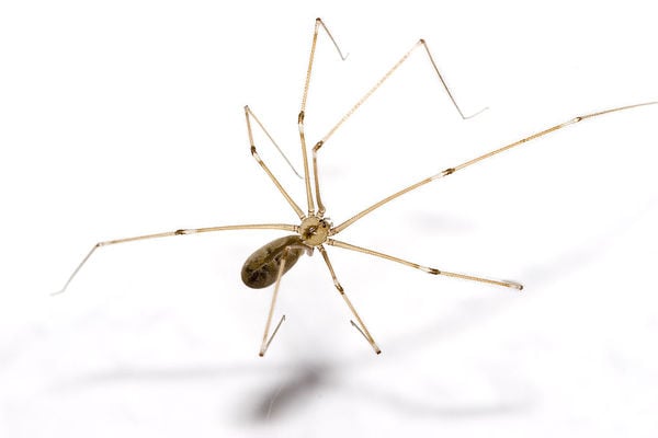 To bloody well buggering HATE Daddy Long Legs bastards