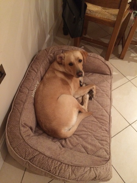 Dog beds