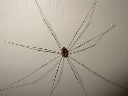 To bloody well buggering HATE Daddy Long Legs bastards