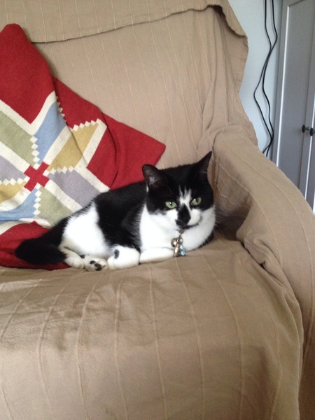 My cat is fat :-(