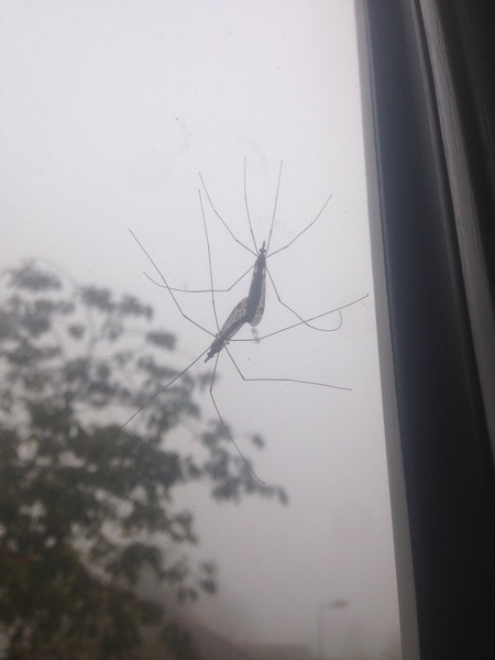 To bloody well buggering HATE Daddy Long Legs bastards