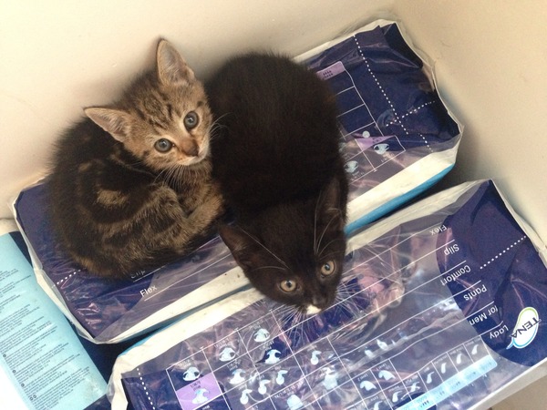 Help! The kittens have disappeared!!!