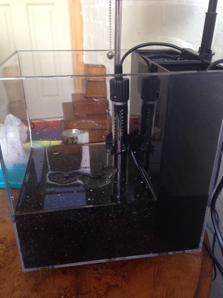 I'm setting up my mini fish tank ! (Pic)