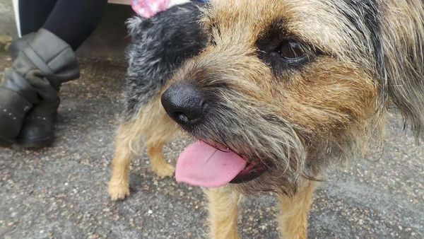 Anyone want to talk about Border terriers ?