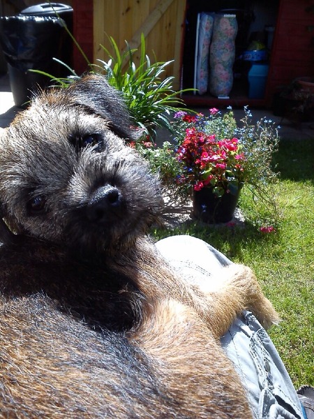 Anyone want to talk about Border terriers ?