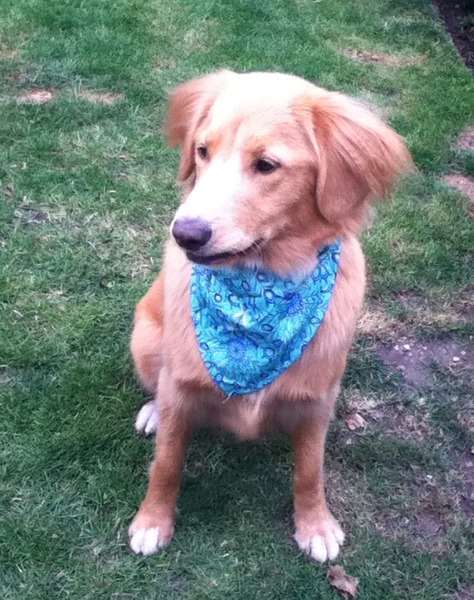 Should choice of dog be a whole family decision?