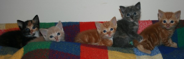 I go to see kittens tomorrow