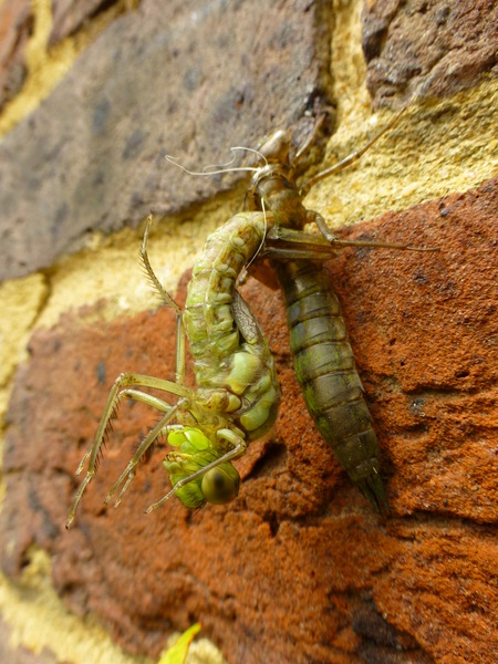 The Brave Babes Battle Bus - Getting Ready For The Golden Sights Of Autumn In Search Of Sobriety.