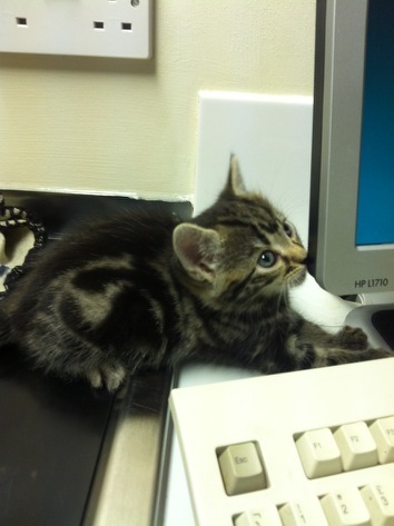 Getting a kitten, very excited!