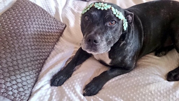 Anyone adopted an adult staffie from a rescue?