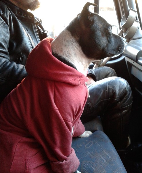 Anyone adopted an adult staffie from a rescue?