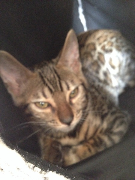 Think I've made a huge mistake getting a kitten [sad]
