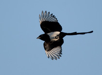 to be super shitey-scared of single magpies?