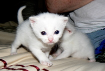 what's making my new kitten itch? (not fleas)