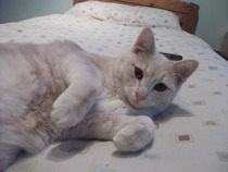 D'ya ever wonder... [enter witty phase here]