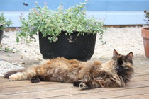 I caved in and let the babies outside :)