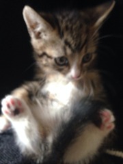 Another dumped kitten.