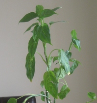 I've rescued a plant- can you help identify it, please ? Photos included