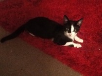 Nooo! How can I have mice with three cats?!