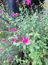 plant ID help please