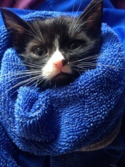 Another dumped kitten.
