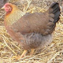 Can you identify this breed for me?