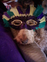 Anyone used Bravecto for fleas?