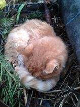 When to have the compost cat put to sleep ?