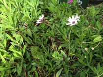 plant ID help please