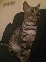 Stunning grey Bengal cat lost in GU1 area