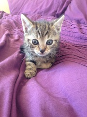 Help! The kittens have disappeared!!!