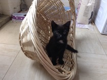 Neighbours kittens