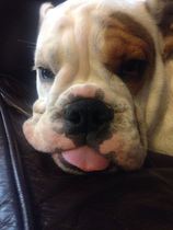 Any puppy owners out there with a toddler too!? Or just crazy me!?