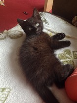Neighbours kittens
