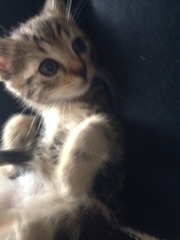 Help! The kittens have disappeared!!!