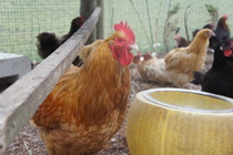 Can you identify this breed for me?