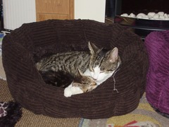 Another dumped kitten.