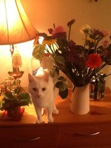 Nooo! How can I have mice with three cats?!