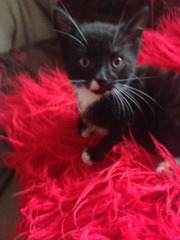 Another dumped kitten.