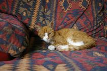 When to have the compost cat put to sleep ?