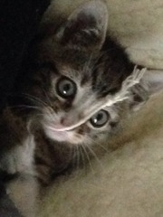 Another dumped kitten.