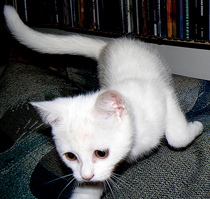 what's making my new kitten itch? (not fleas)
